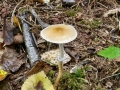 Leratiomyces_squamosus.jpg