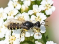 Lestica clypeata