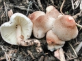 Leucoagaricus_bresadolae.jpg