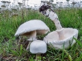 Leucoagaricus_leucothites.jpg