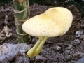 Leucocoprinus birnbaumii