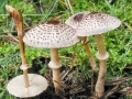 Leucocoprinus_brebissonii.jpg