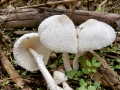 Leucocoprinus_cepistipes.jpg