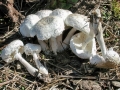 Leucocoprinus_cretatus.jpg