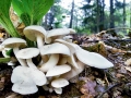 Leucocybe connata