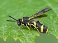 Leucospis dorsigera