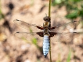Libellula_depressa_Maennchen.jpg