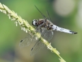 Libellula_fulva.jpg