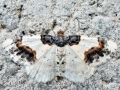 Ligdia adustata
