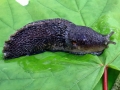 Limax_cinereoniger.jpg