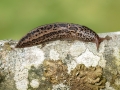 Limax maximus