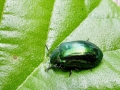 Linaeidea_aenea.jpg