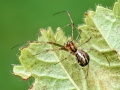 Linyphia_triangularis.jpg