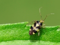 Liocoris tripustulatus