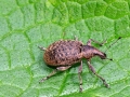Liophloeus_tessulatus.jpg