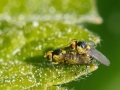 Liriomyza_spp.jpg