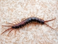 Lithobius_forficatus.jpg