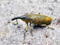 Lixus angustatus