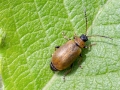 Lochmaea_capraea.jpg