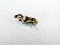 Loensia_fasciata.jpg