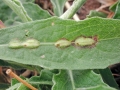 Loewiola_centaureae.jpg