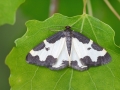 Lomaspilis_marginata.jpg