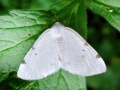 Lomographa bimaculata