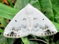 Lomographa_temerata.jpg
