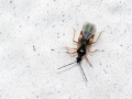 Loricula cf. bipunctata