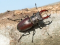 Lucanus_cervus_Maennchen.jpg