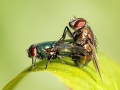 Lucilia illustris