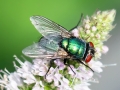 Lucilia sericata