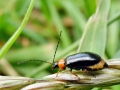 Luperus_flavipes.jpg