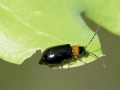 Luperus luperus