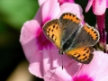 Lycaena phlaeas