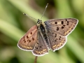 Lycaena_tityrus.jpg