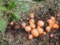 Lycogala epidendrum