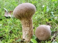 Lycoperdon excipuliforme