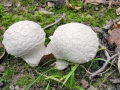 Lycoperdon_mammiforme.jpg