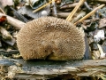 Lycoperdon_nigrescens.jpg