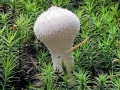 Lycoperdon_perlatum.jpg