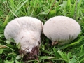 Lycoperdon pratense