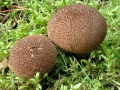 Lycoperdon_umbrinum.jpg