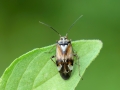 Lygus_pratensis.jpg