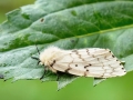 Lymantria_dispar_Weibchen.jpg