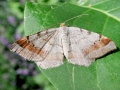 Macaria liturata