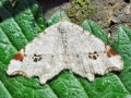 Macaria notata