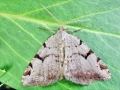 Macaria_wauaria.jpg