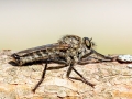 Machimus intermedius