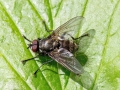 Macquartia dispar